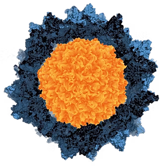 Analytical techniques and challenges in AAV purification protocols