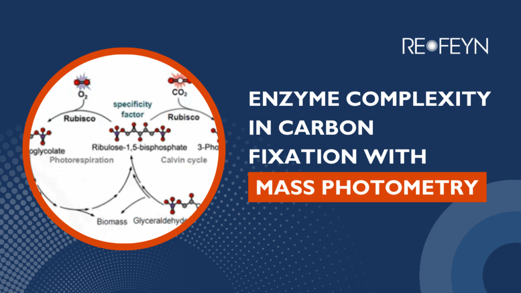Diagram illustrating Rubisco's dual role in photorespiration and the Calvin cycle, showing the conversion of Ribulose-1,5-bisphosphate with O2 to glycolate or with CO2 to 3-Phos, leading to biomass or glyceraldehyde. The text "ENZYME COMPLEXITY IN CARBON FIXATION WITH MASS PHOTOMETRY" is displayed on a dark blue background with a "REOFEYN" logo.