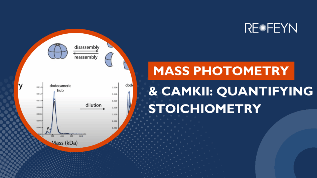 A scientific presentation slide titled "MASS PHOTOMETRY & CAMKII: QUANTIFYING STOICHIOMETRY" by RE-FEYN, featuring a diagram of a dodecameric hub disassembling and reassembling, and a graph showing mass (kDa) distribution with a peak labeled "dodecameric hub" shifting after dilution.