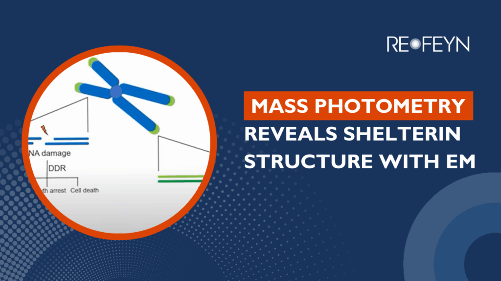 A scientific graphic with a blue X-shaped chromosome and DNA damage diagram on the left, and text on the right: "MASS PHOTOMETRY REVEALS SHELTERIN STRUCTURE WITH EM". The logo "REOFEYN" is in the top right corner.