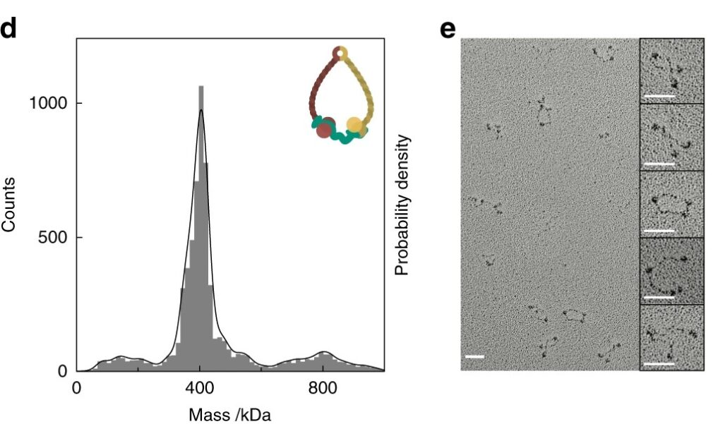 Panel d shows a histogram of mass distribution with a main peak around 400 kDa and smaller peaks, alongside a diagram of a looped structure with three colored spheres. Panel e displays a cryo-EM image of multiple looped structures, with magnified insets on the right showing individual loops.