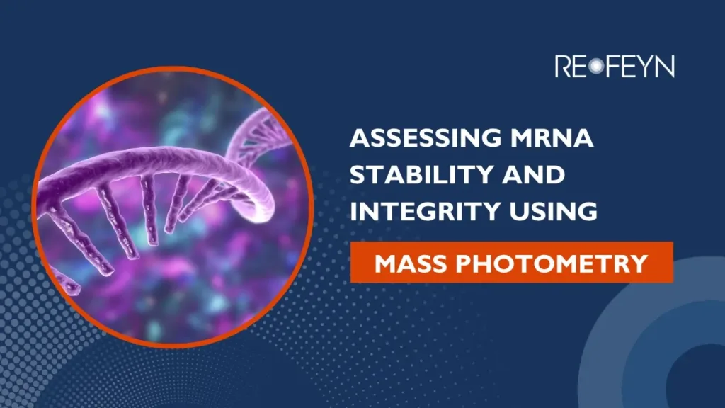 Assessing mRNA stability and integrity using mass photometry
