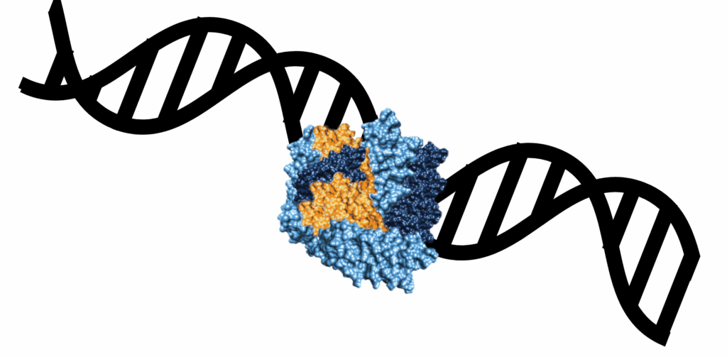Schematic of a protein interacting with a molecule of double-stranded DNA.