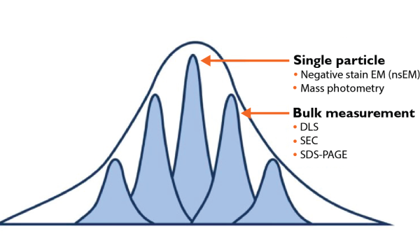 A graph illustrating the difference between single particle and bulk measurements. A large, smooth, bell-shaped curve (representing bulk measurement) encompasses several smaller, sharper, bell-shaped curves (representing single particle measurements). Arrows point from "Single particle" (listing "Negative stain EM (nsEM)" and "Mass photometry") to the peak of one of the smaller curves, and from "Bulk measurement" (listing "DLS", "SEC", and "SDS-PAGE") to the broader, encompassing